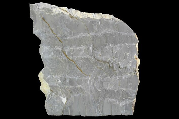 Polished Pre-Cambrian Stromatolite (Kussiella) Slab - Russia #91810